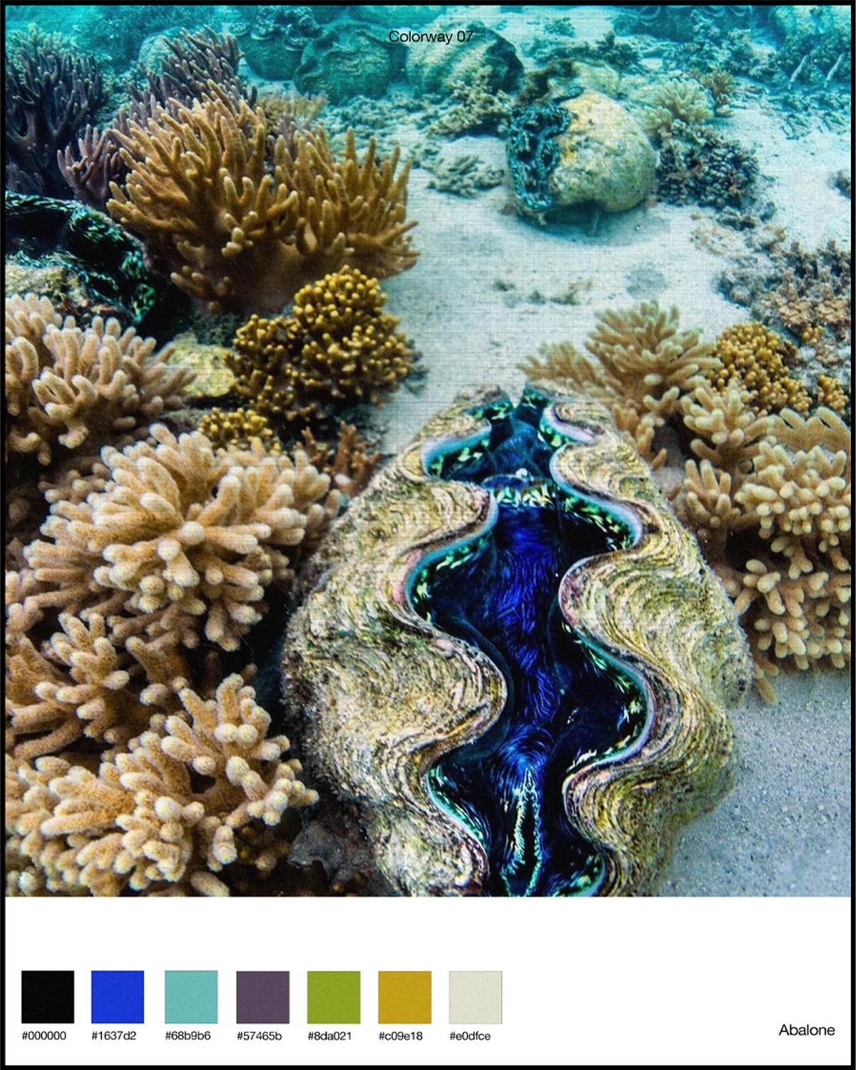 Abalone*